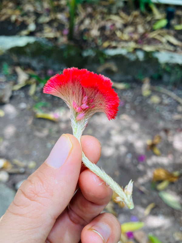 You Are Amazing - Butterfly Mini Card