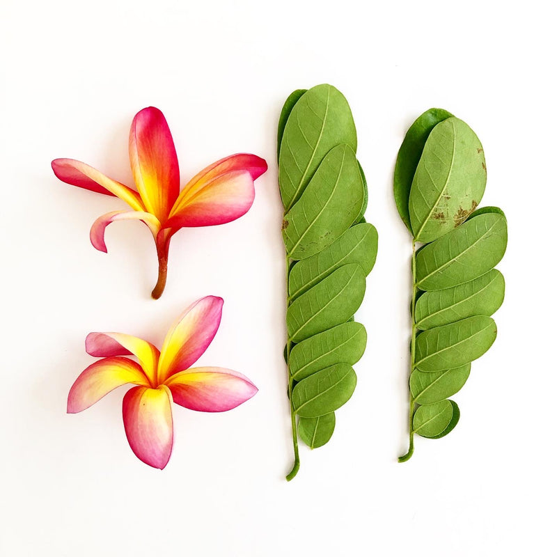 Wild Thing (You Make My Heart Sing) - Parrot Mini Card