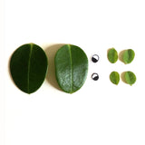 TURTLE STICKER  🐢